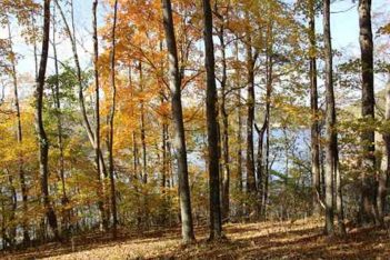cedar ridge bay trees