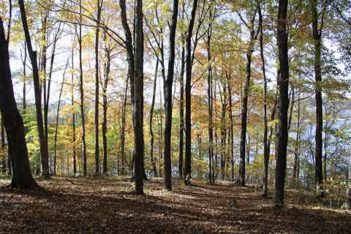 cedar ridge bay woods